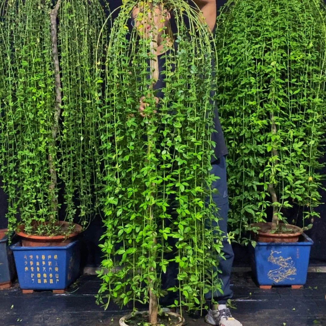迎春花，一物一拍，