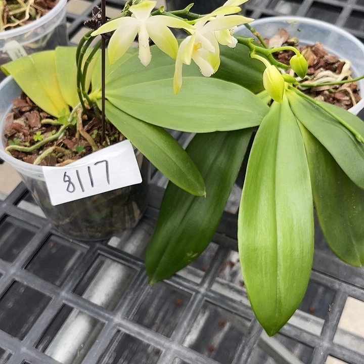 全部花苞8117福利