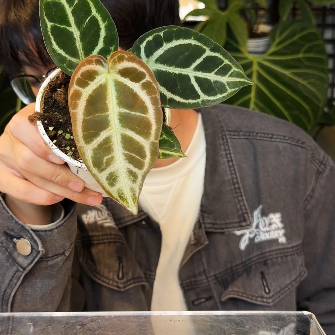 完全开放D36  黑刷子