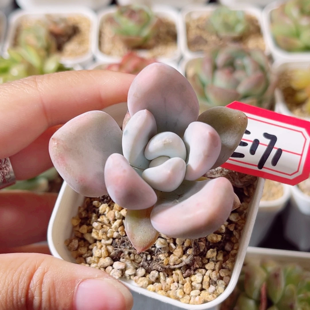 E171一物一拍 香水锦