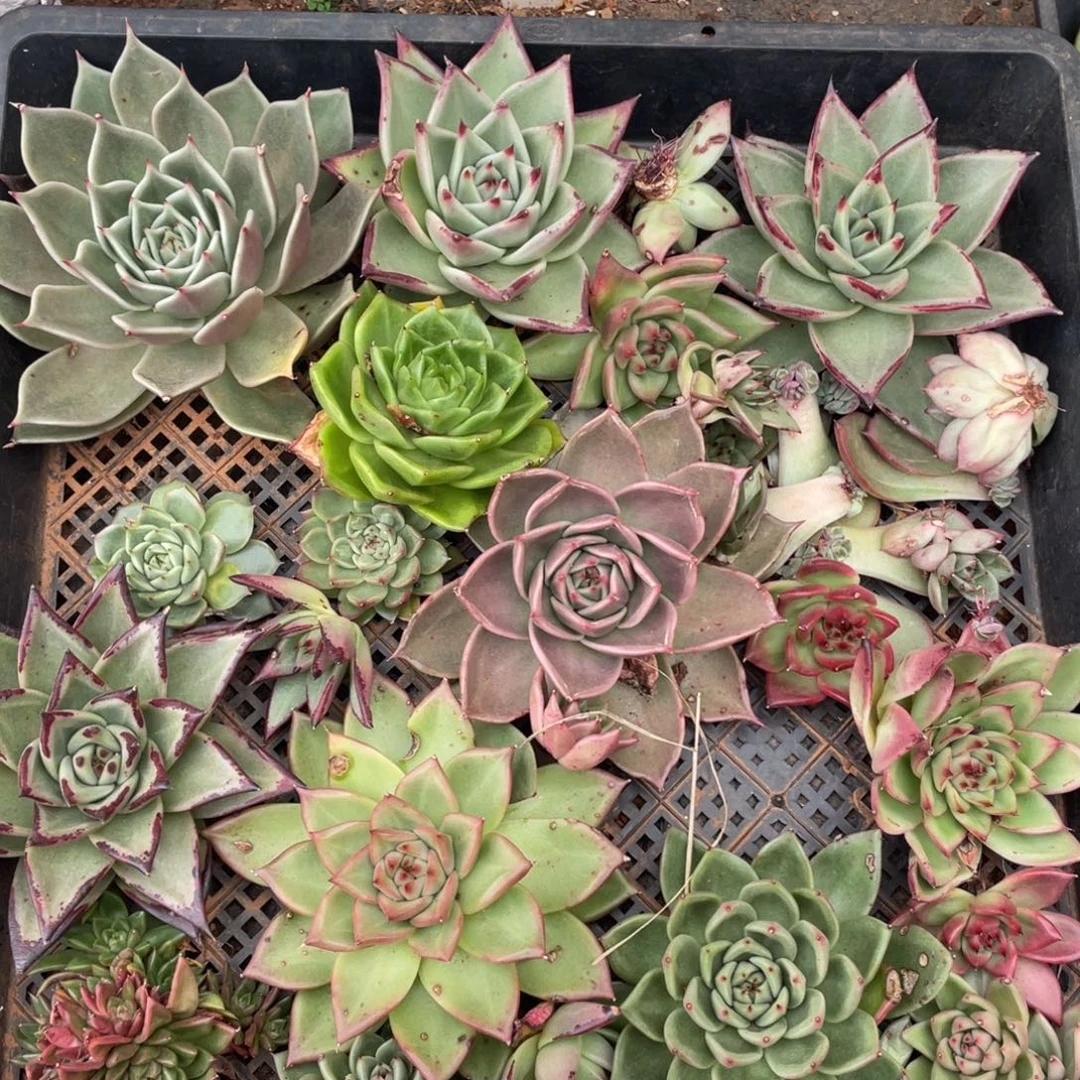 一筐福利包邮0116