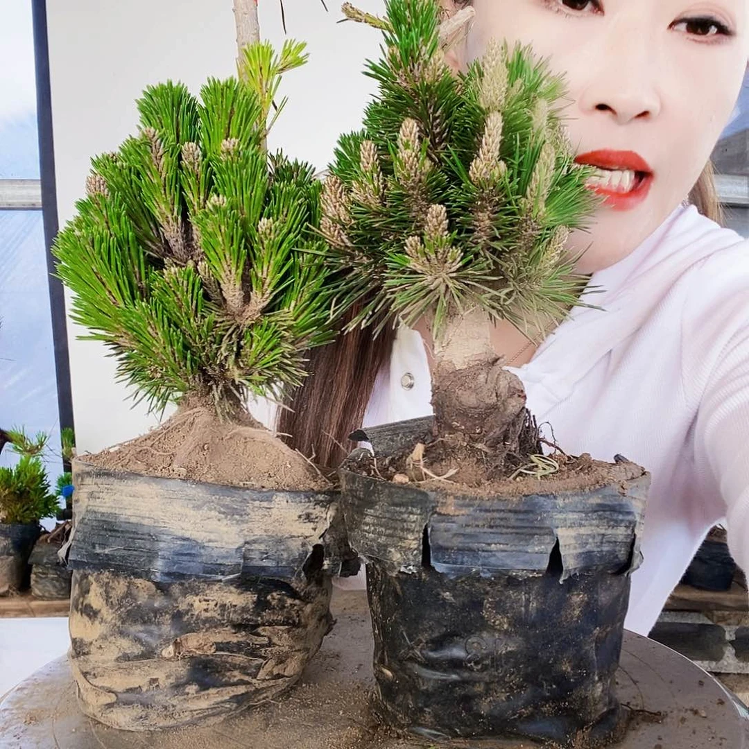 无花朵植物形态多年生草本