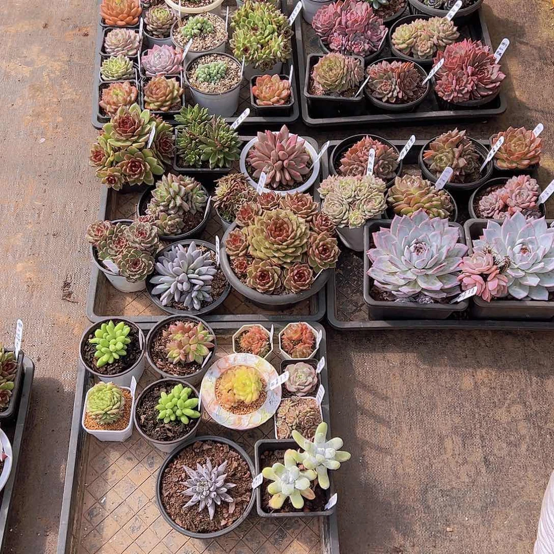 ?***?新品，多肉植物，