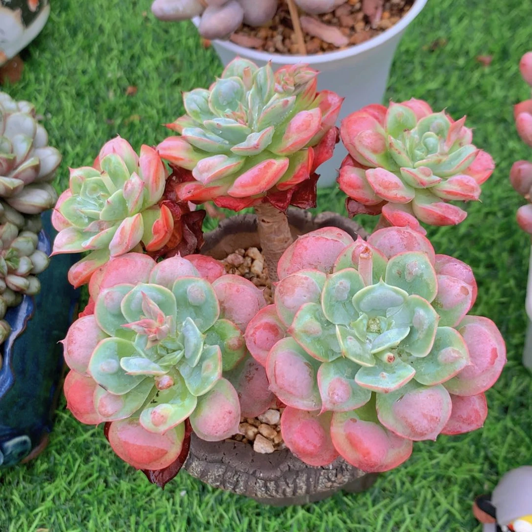 雨滴 多肉植物一物一拍