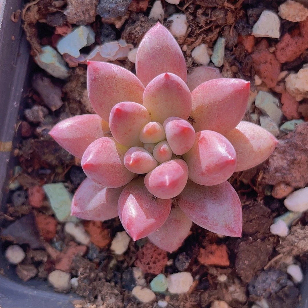 虞美人 多肉植物q