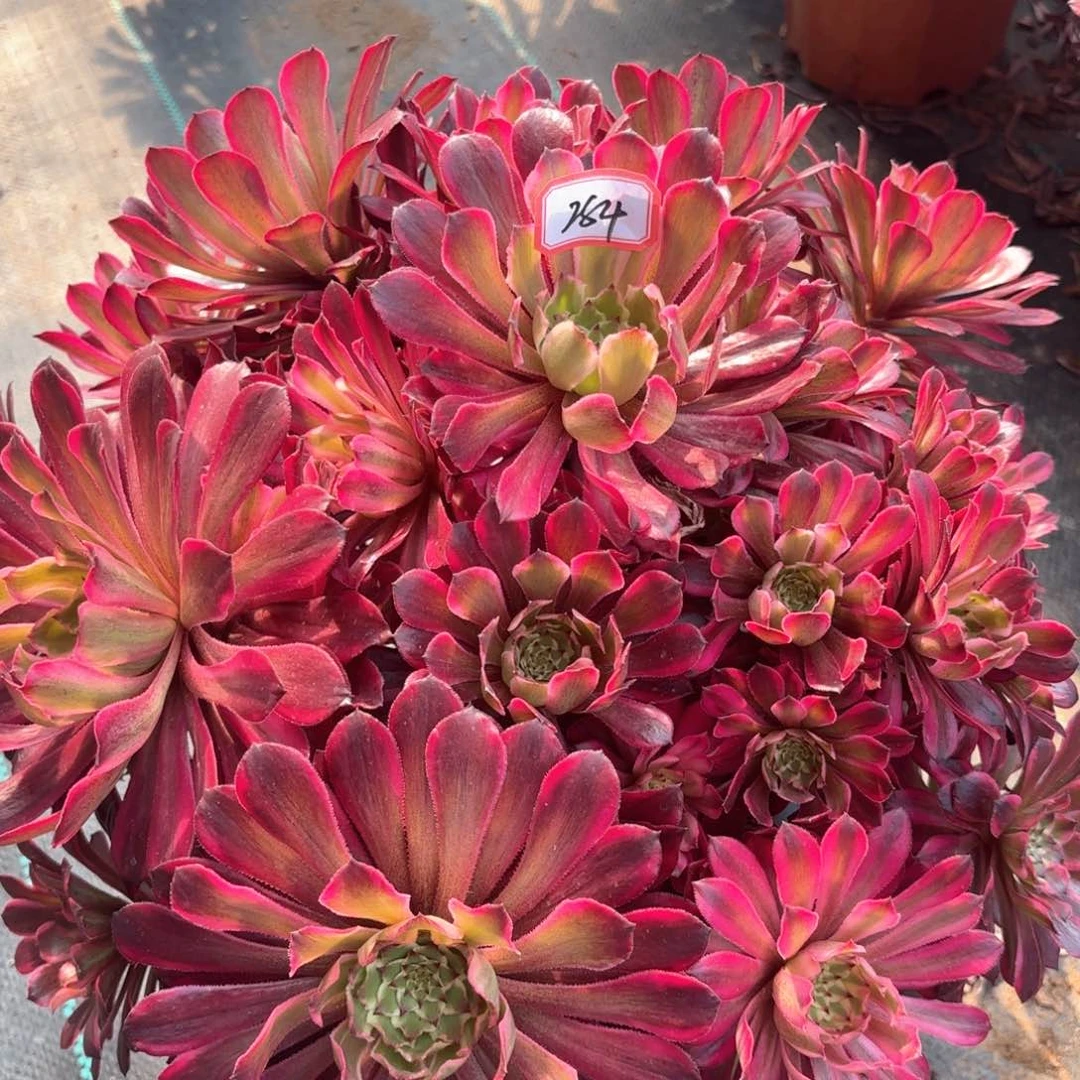 无花朵284雪肌朵朵多肉植物