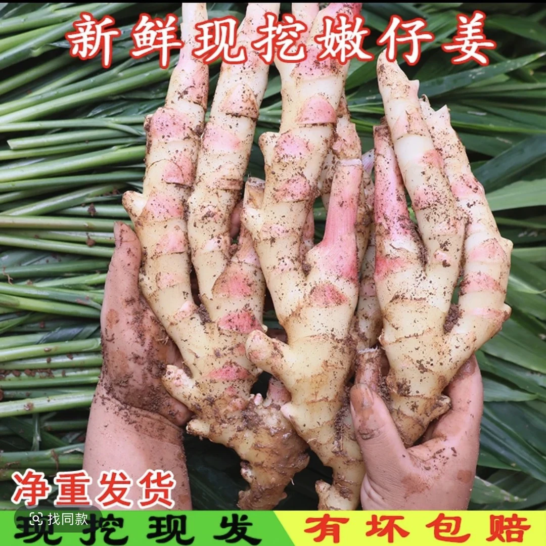 广西新鲜嫩姜仔姜生姜子姜姜芽红芽嫩姜醋泡姜农家现挖现发