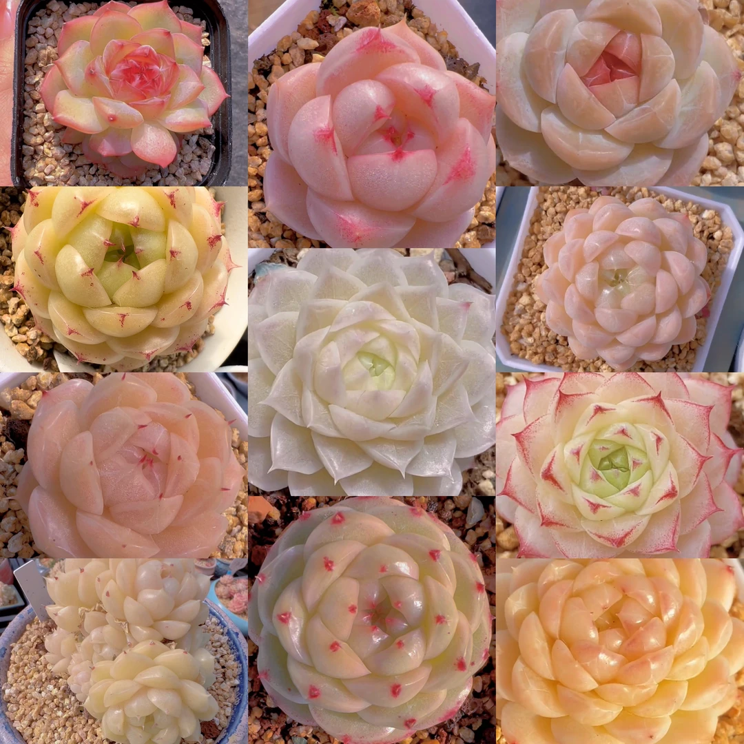 三号多肉植物花卉链接十九.九  一单包邮普快（除新疆西藏）