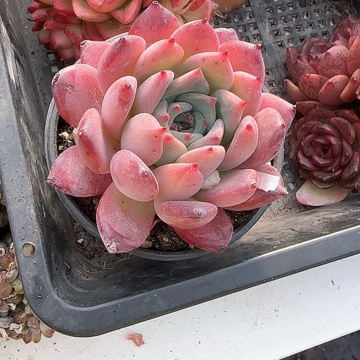 青蛙王子儿童牙膏111