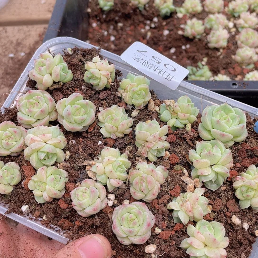 大*妮多肉植物多肉植物57