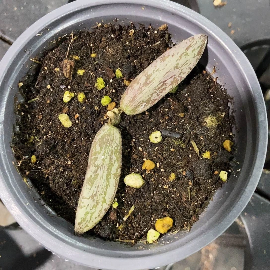 完全开放斑印外锦