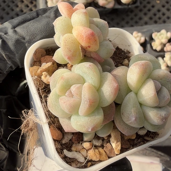 63 号到手1框一物一拍