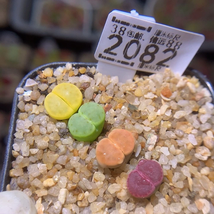 Sss精品生石花2082