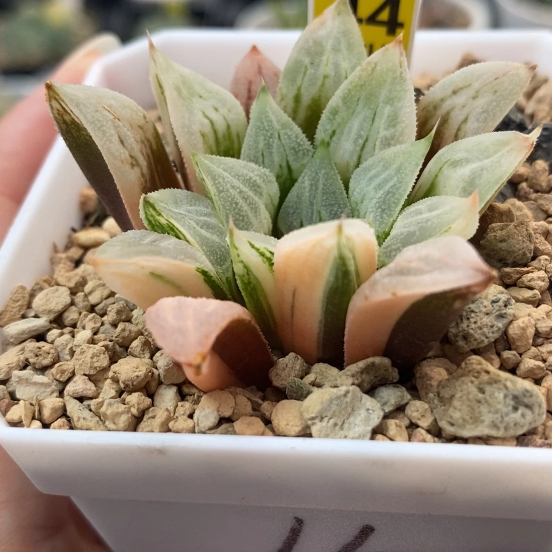 44爱心寿锦一物一拍