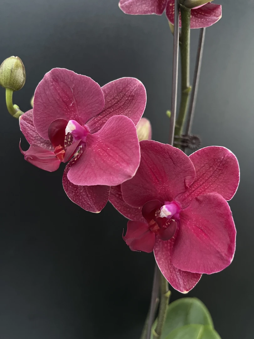 【苗子福利品】两颗梦语花卉蝴蝶兰安祖系列欧品花蜡质开花株五售后