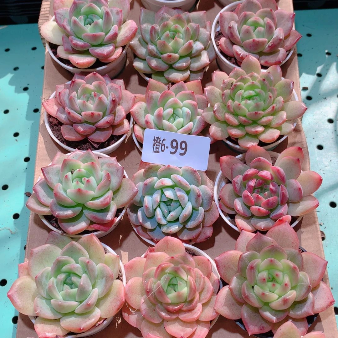 6-99一物一拍多肉带盆18颗