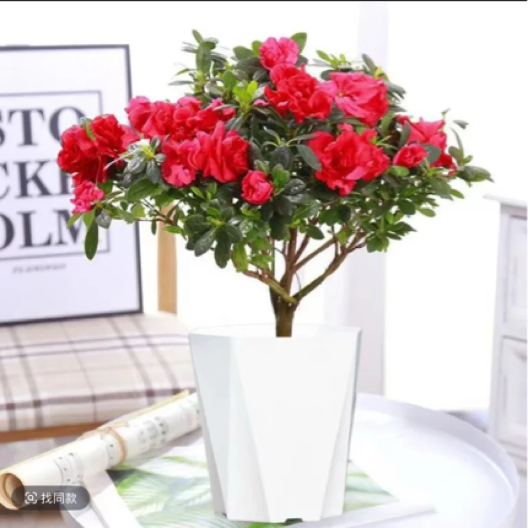 杜鹃花盆栽带花苞四季开花客厅绿植室内花卉庭院阳台好养植物盆景