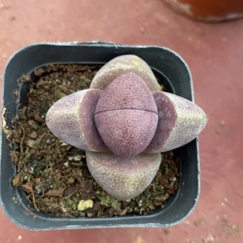 紫元宝单5仙人球