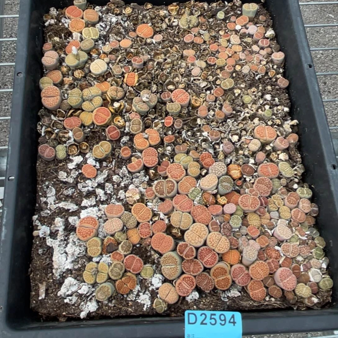 l***a2594筐福利不售后