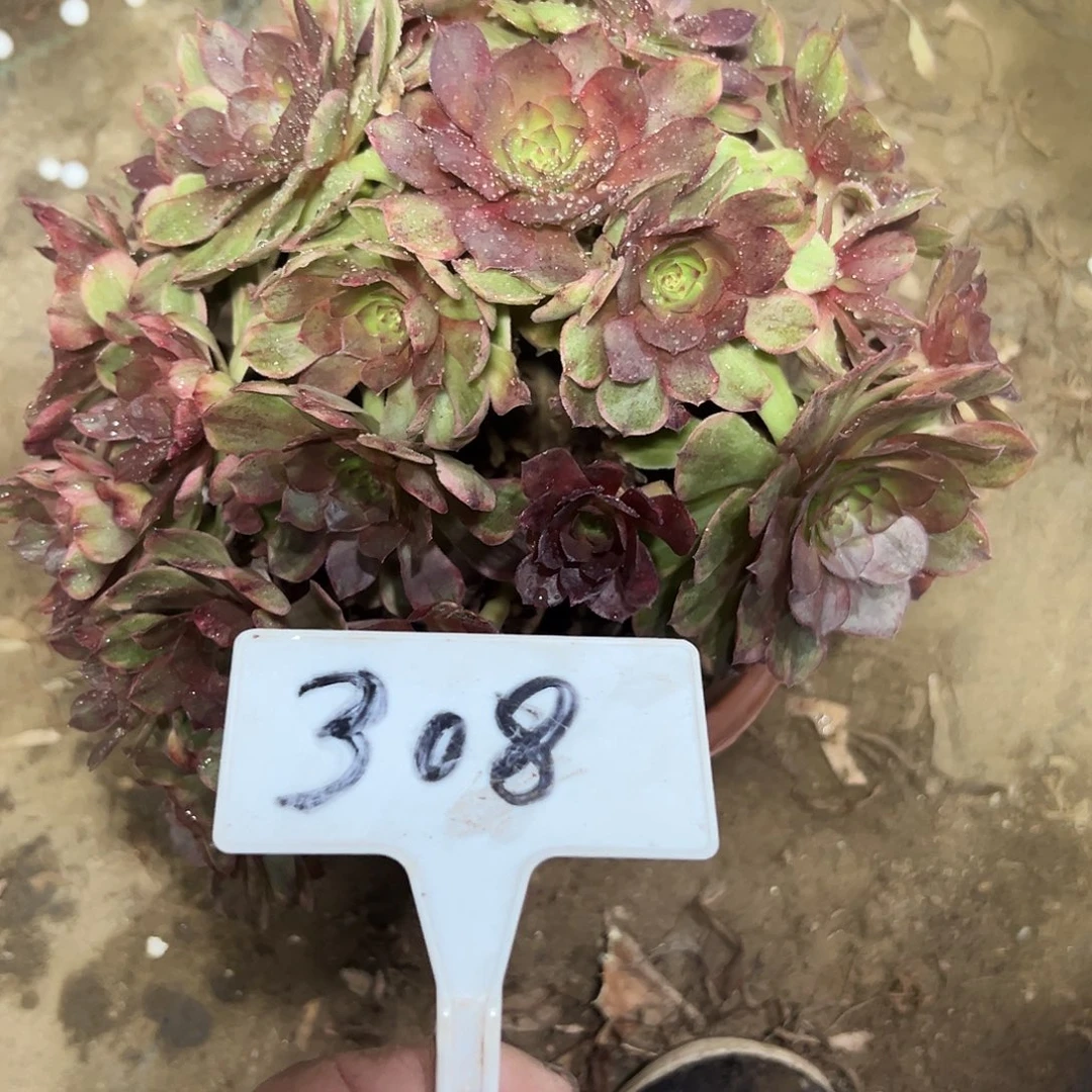 多肉植物万七彩法师308