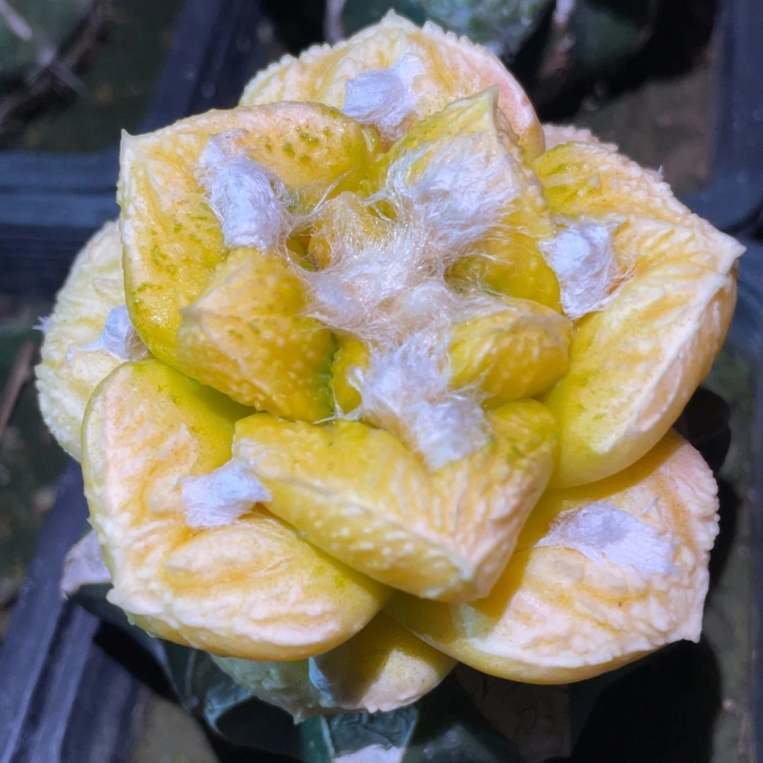 大型丸犹菜花牡丹锦 仙人球