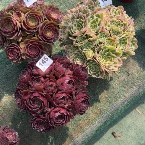 米***朵143桃花石，144白凤，145黑寡妇多肉