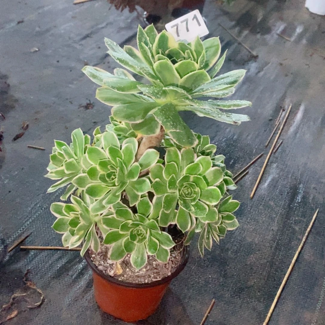 大叶绿玫瑰771多肉1111