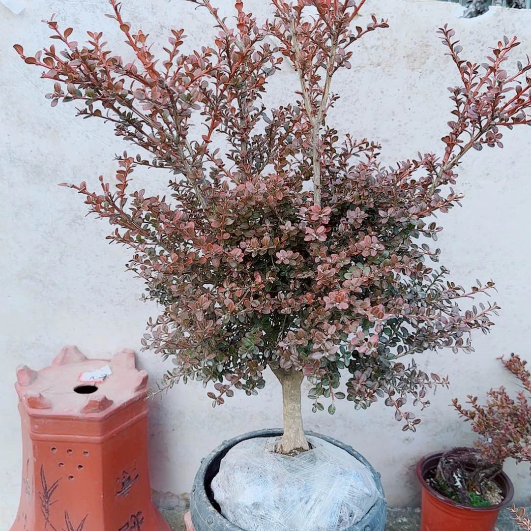 完全开放珍珠黄杨