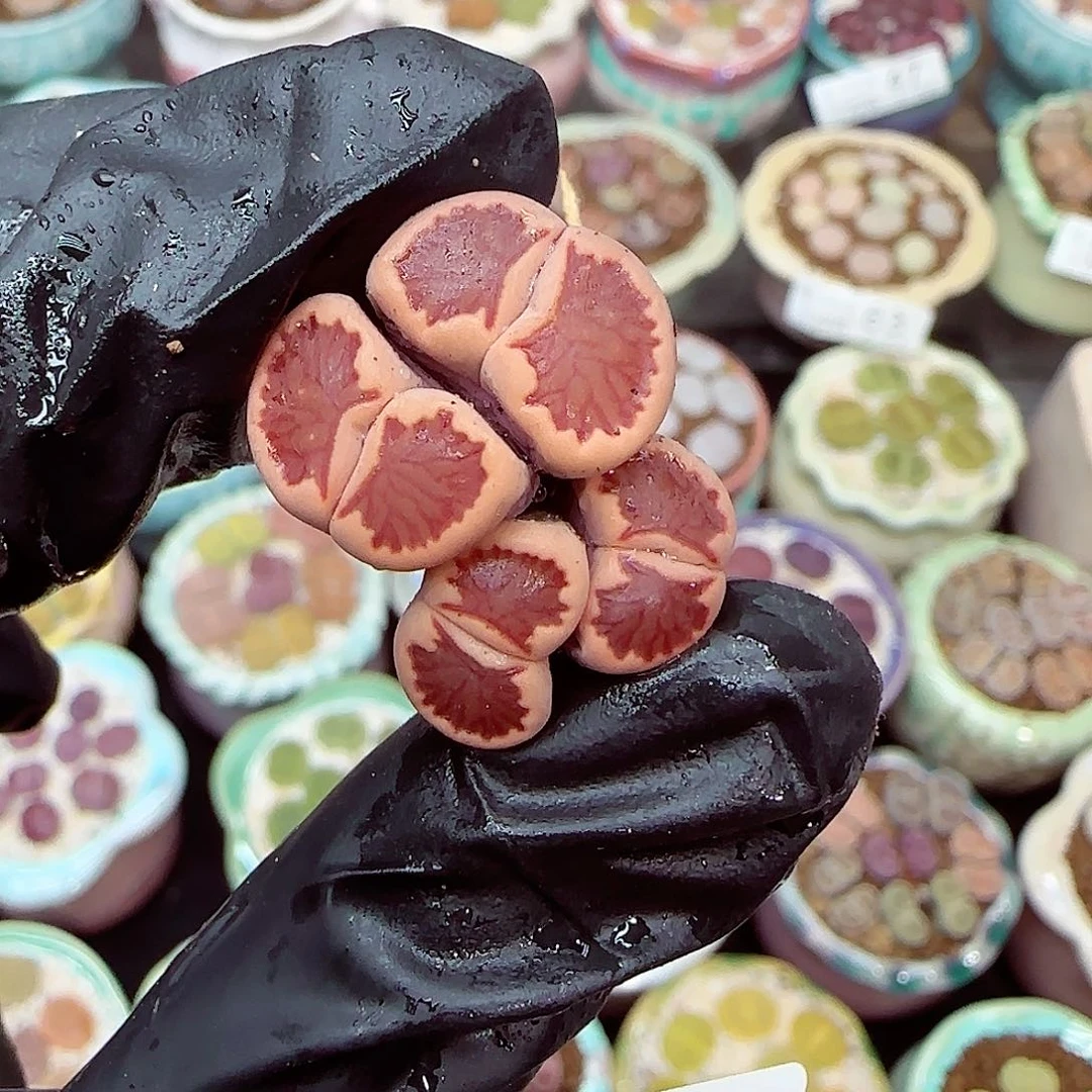 生石花满18包邮1226-68