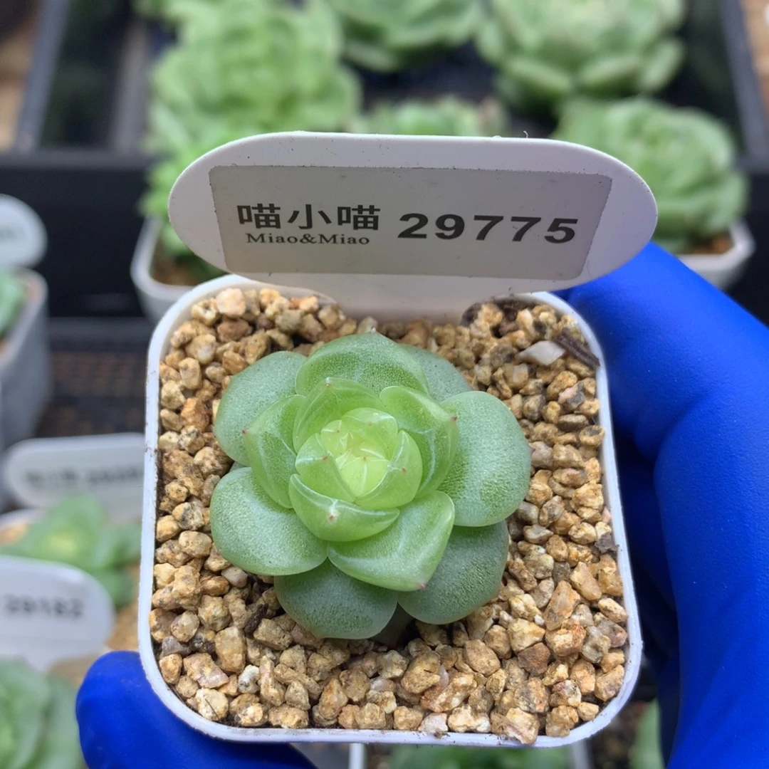 多肉植物杂交珍妮