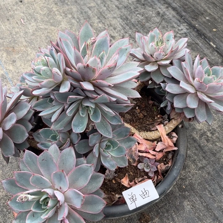 棠颂花卉一物一拍 赫拉 单曲