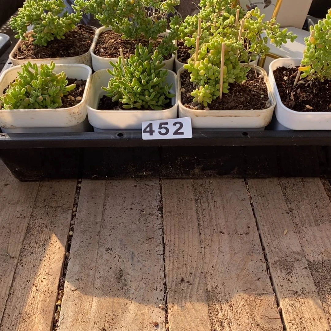 枝干番杏多肉植物452