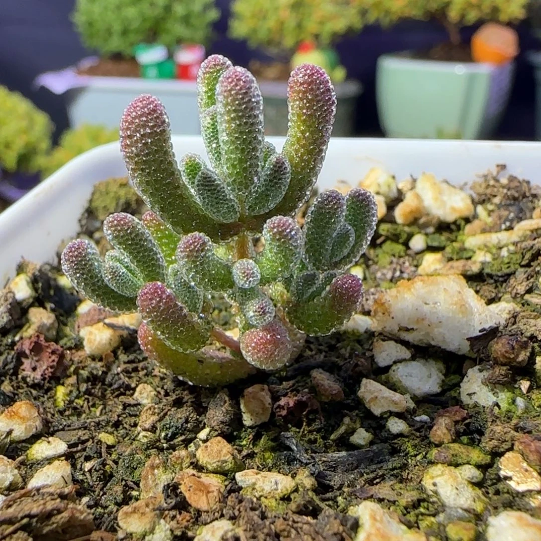 dy0591实生冰晶杂