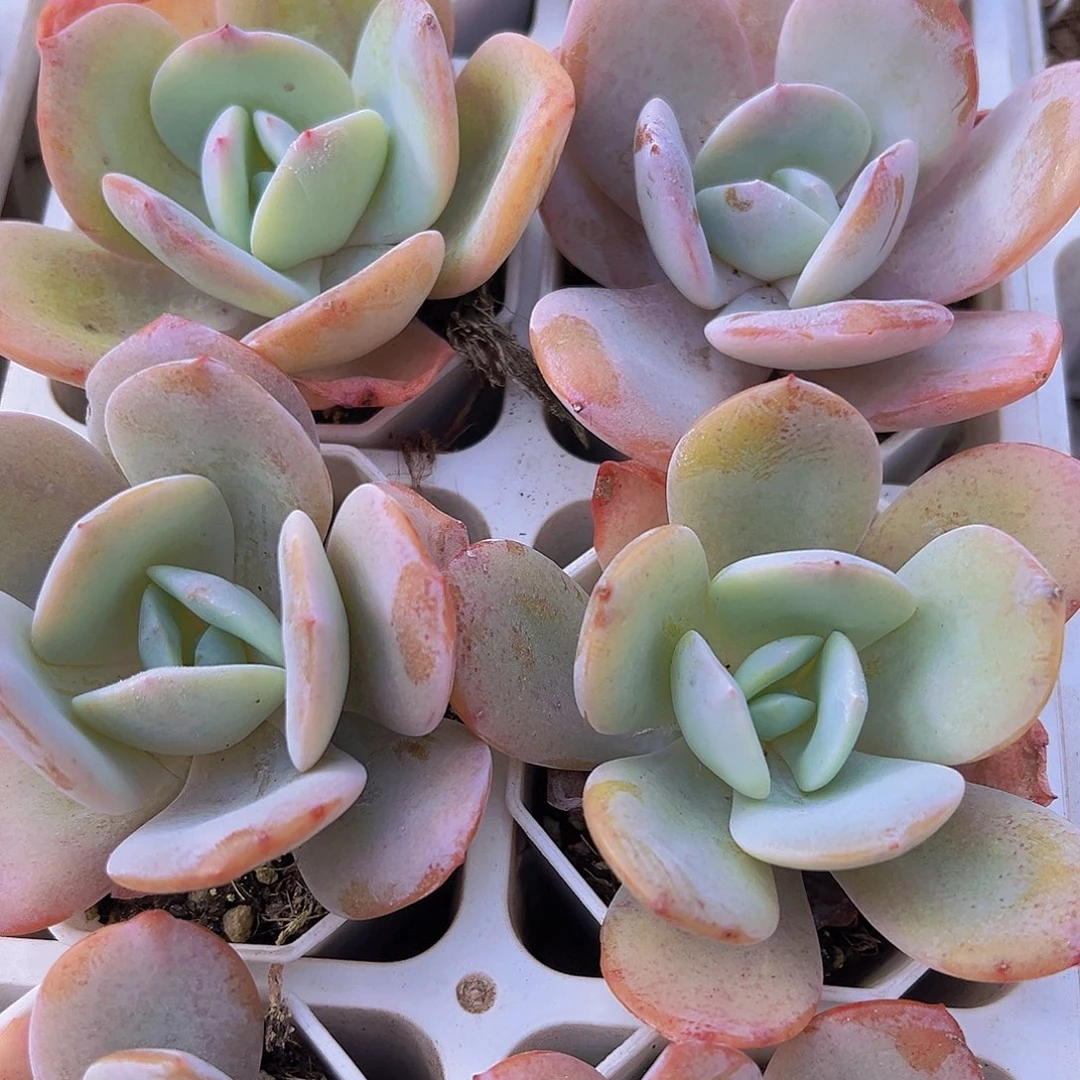 彩茶19包邮多肉植物