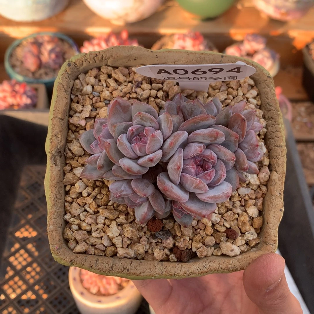 A0694 星影小脸绿底紫心 无砍 9cm