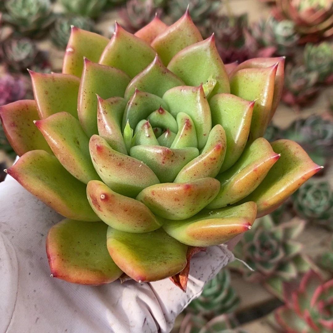 无花朵312 号东云系多肉植物