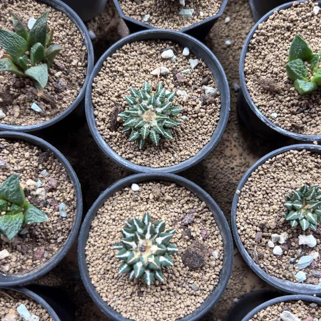 黑牡丹3厘米左右一颗