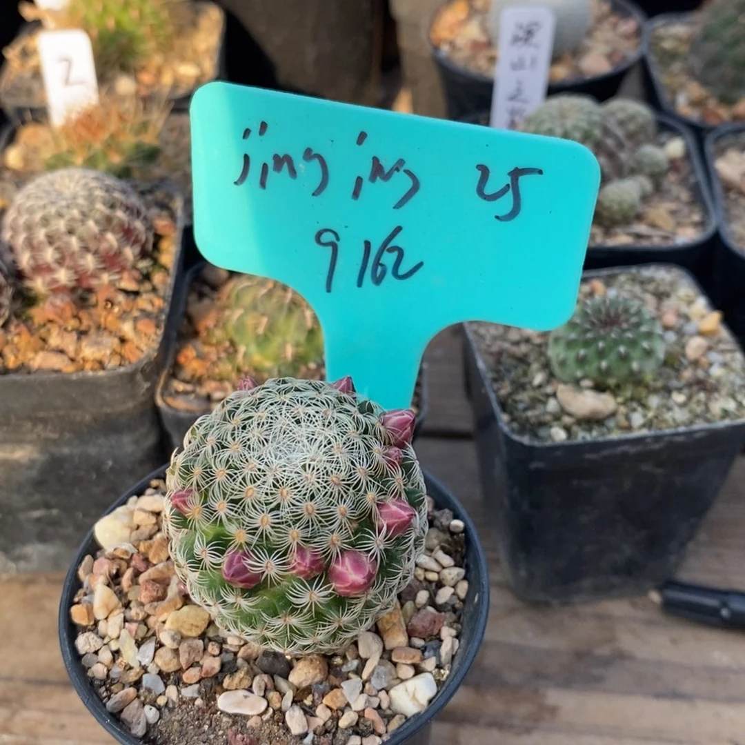 【闪购商品】完全开放j****?9162