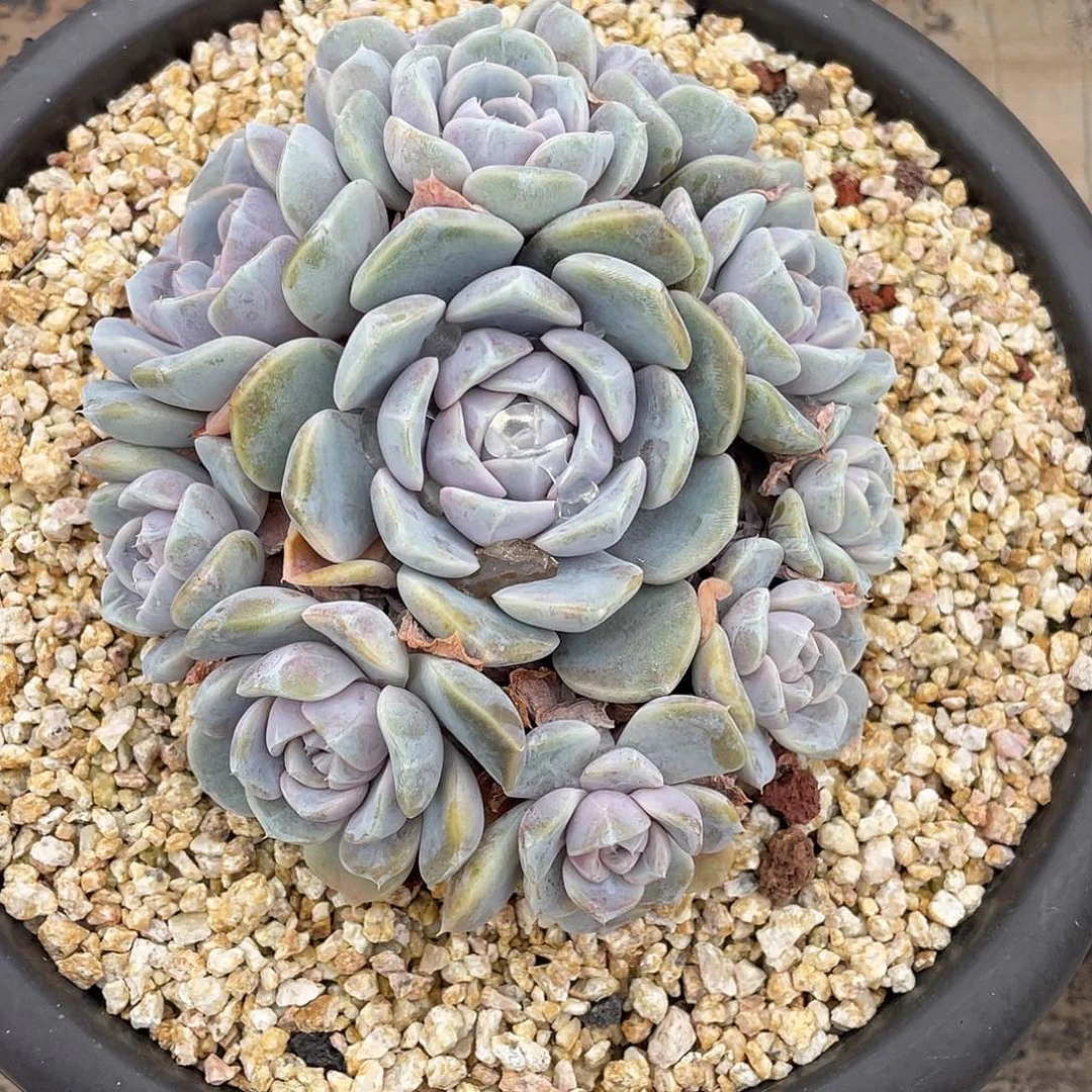 多肉植物一物一拍