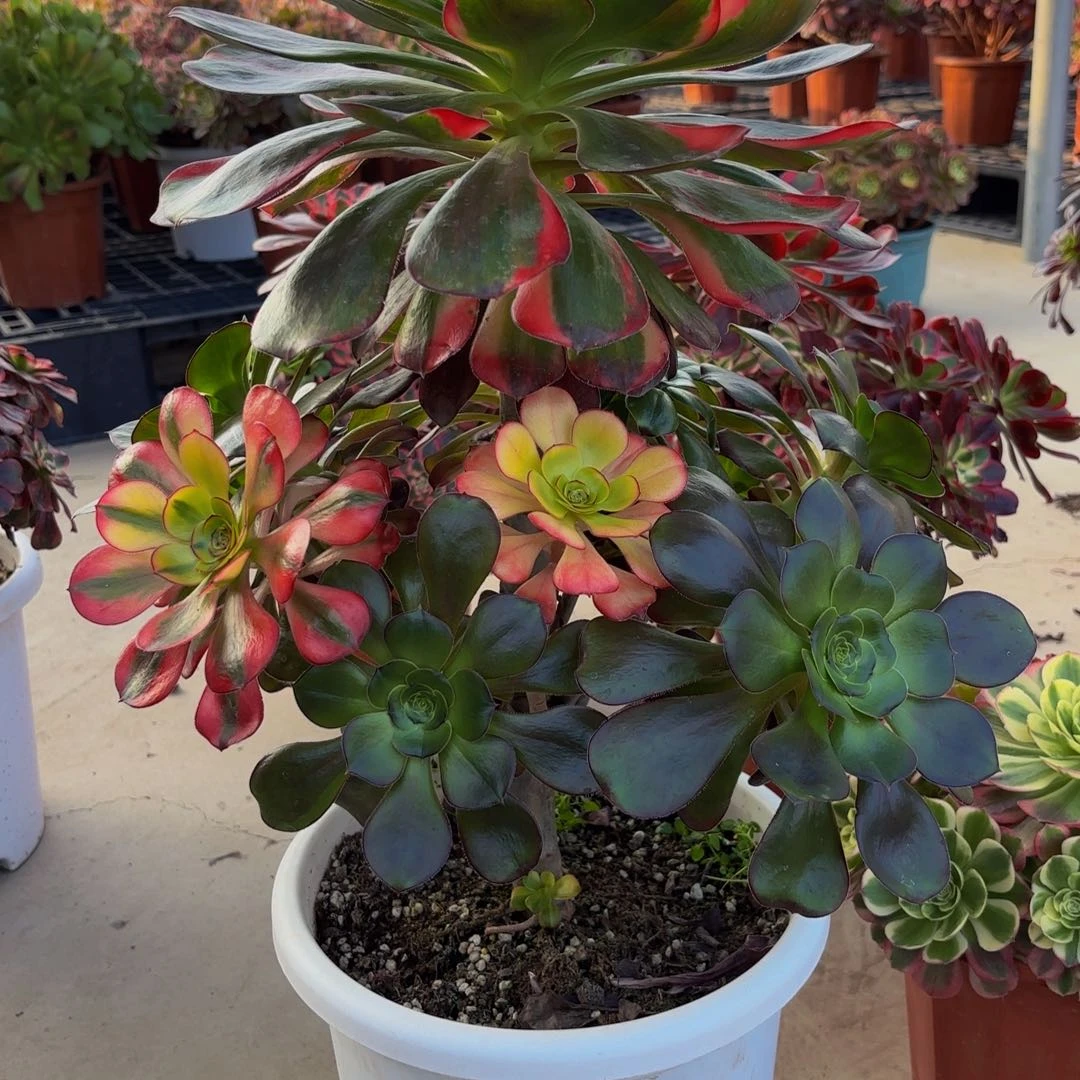 无花朵651无毒七彩111111