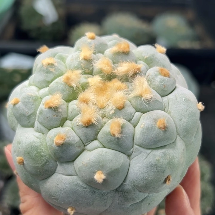 201可发货可帮发根