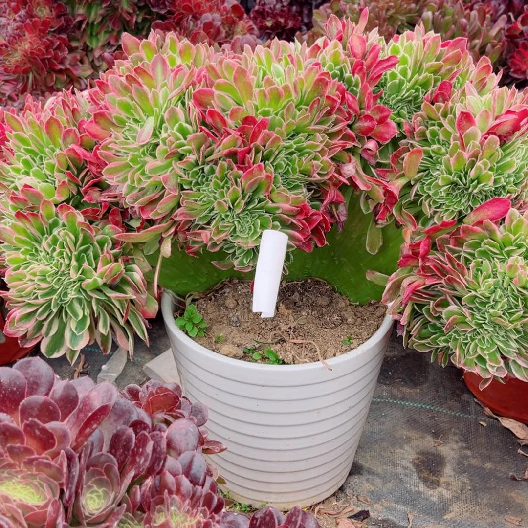 无*122女皇缀化多肉法师