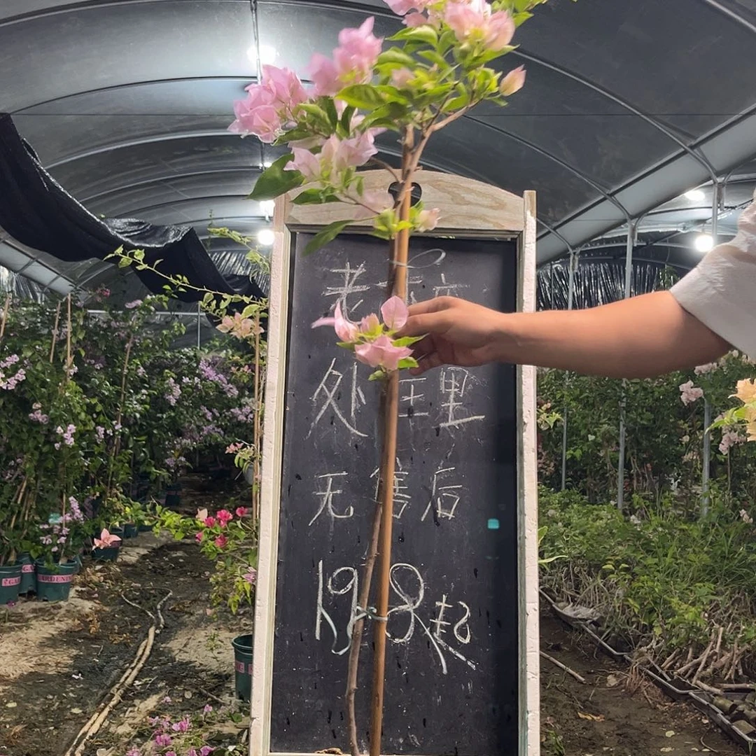 无花朵三角梅三角梅2000