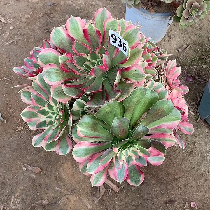 不周正布加迪936号的