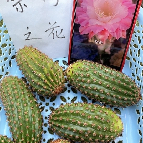 奈何之花 无根侧牙 满18包邮