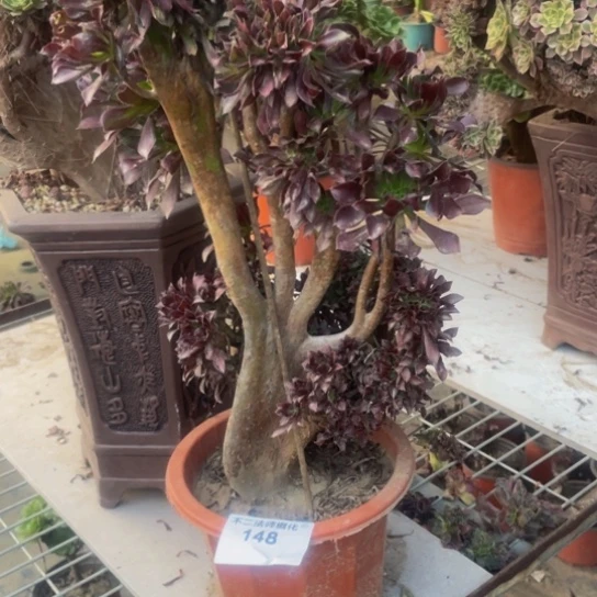 148，黑法师缀朵朵包邮