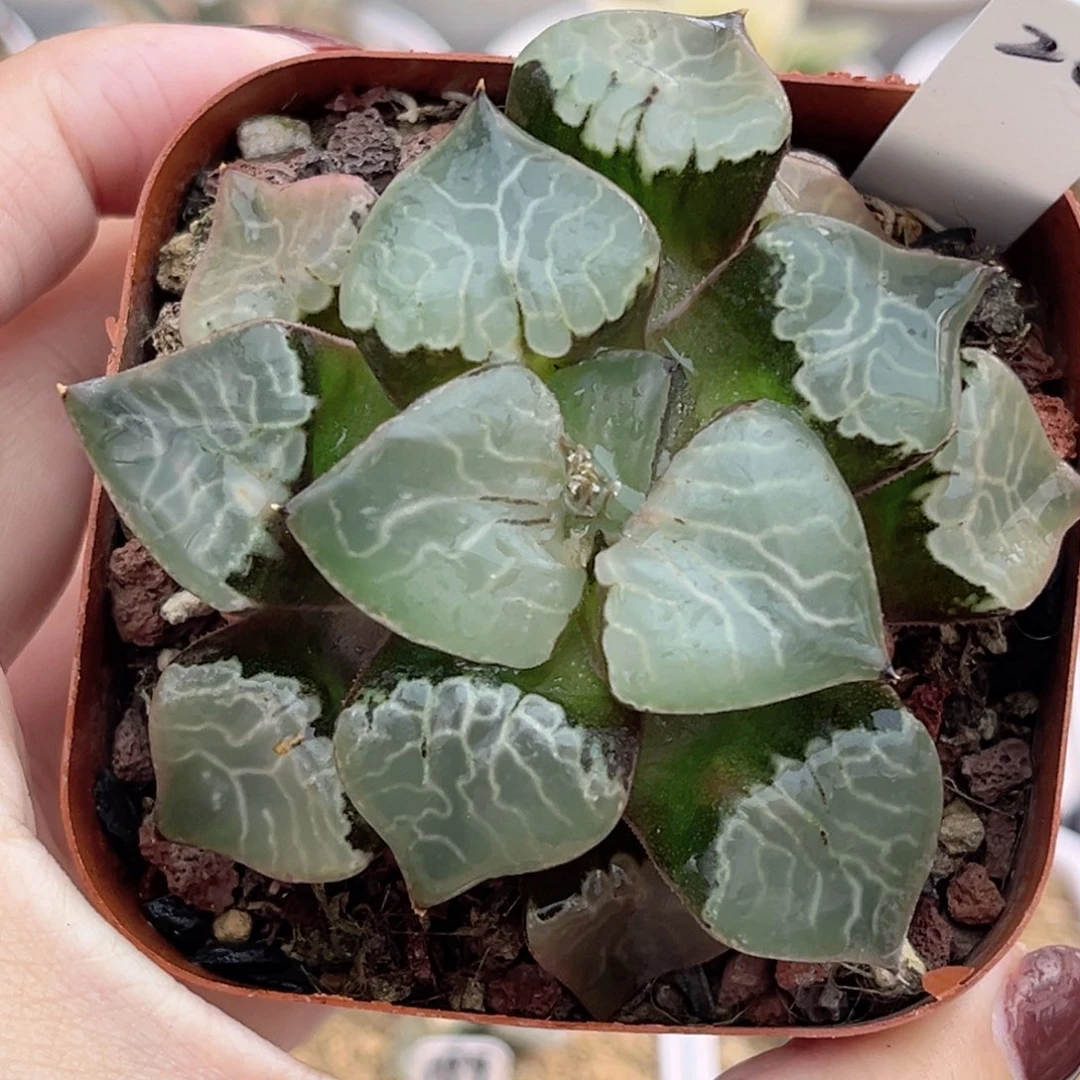 26火凤凰克福利专场