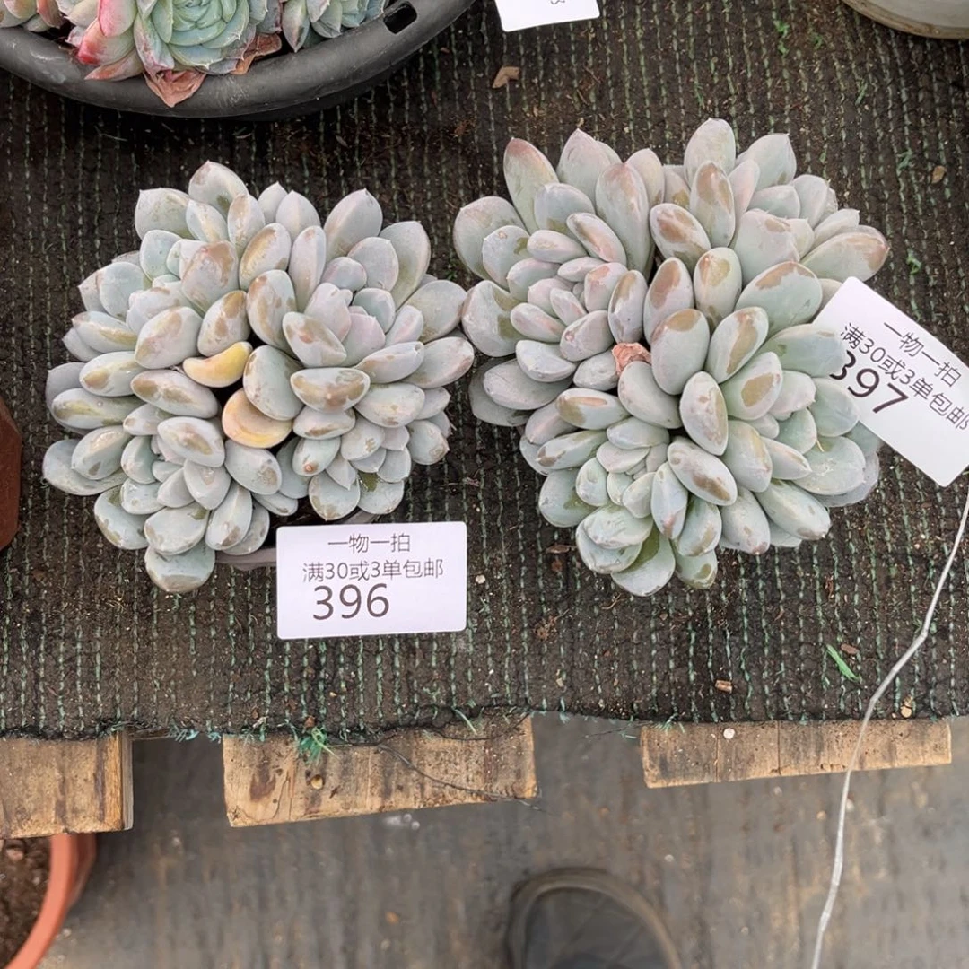 呼***吸396-397合计如图2颗小菩提多肉