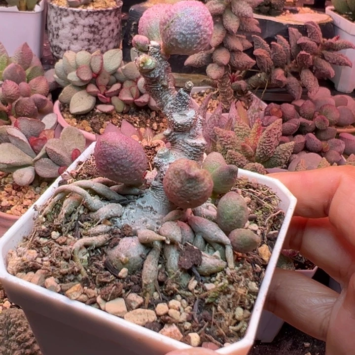 一物一拍，感谢支持