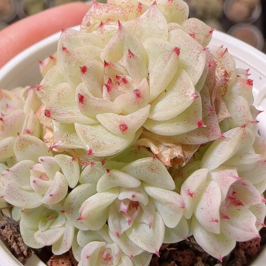 花语逸镜1130-152散